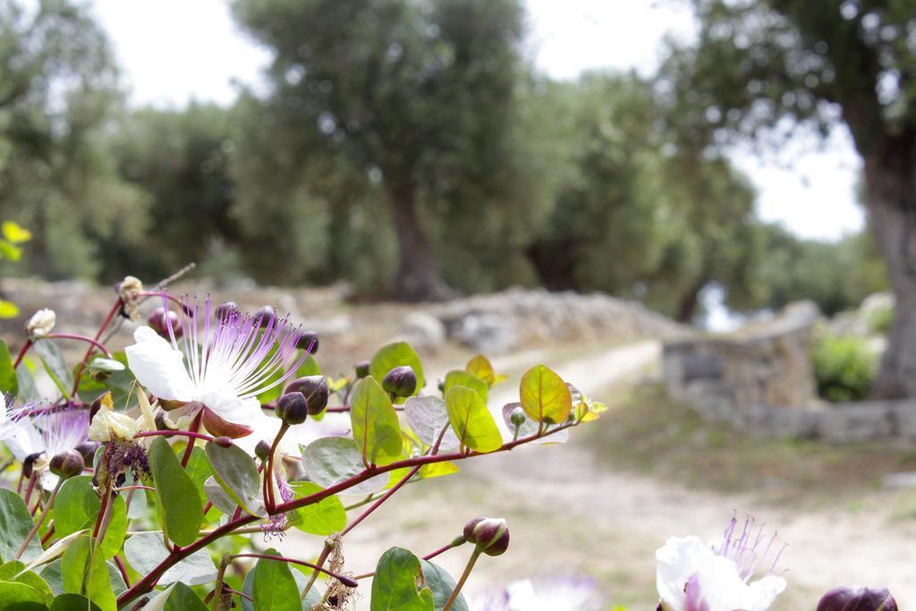 Lichiantidde Home&Breakfast Ostuni Exterior photo